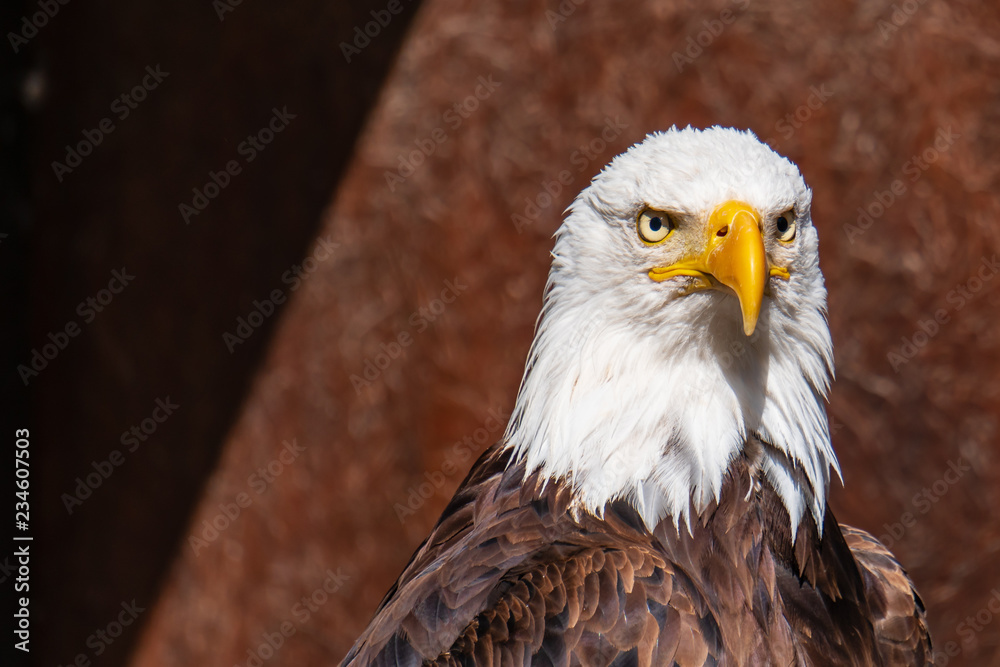 Obraz premium Greifvogel