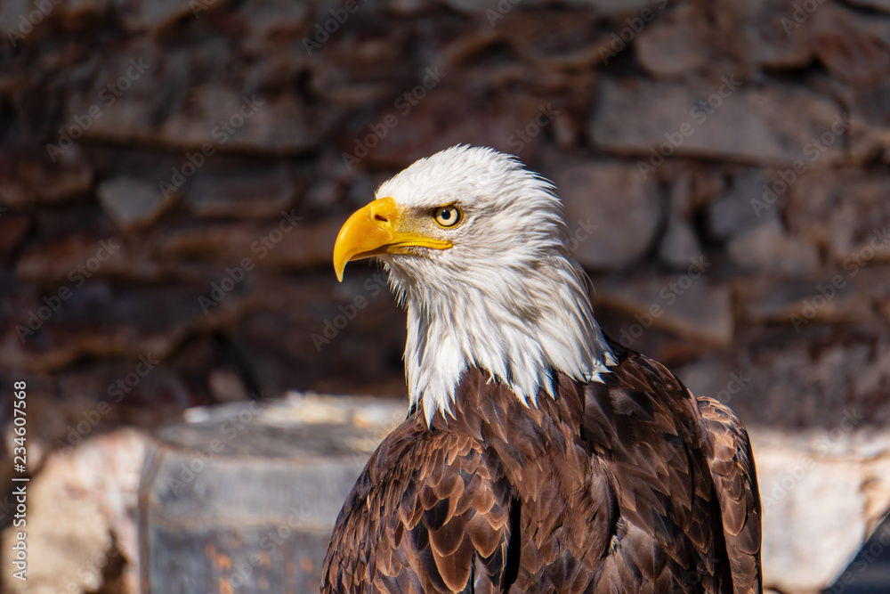 Obraz premium Greifvogel