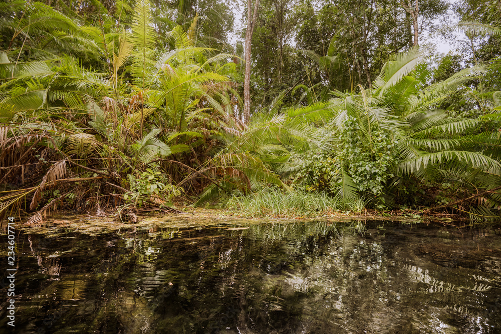 Fototapeta premium View of the bush in wetlands and reflection in the water