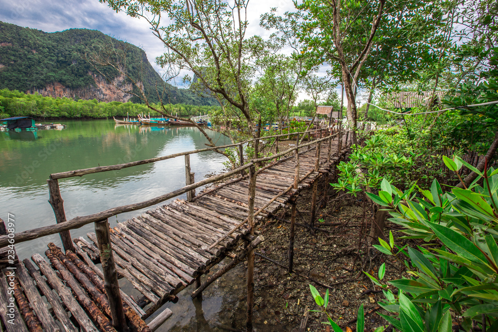 The background of the wooden bridge that walks the mangrove forest, the bridge wallpaper is surrounded by green nature, is a beautiful ecology.