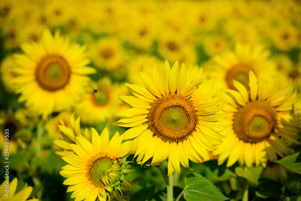 field of sunflowers field of sunflowers