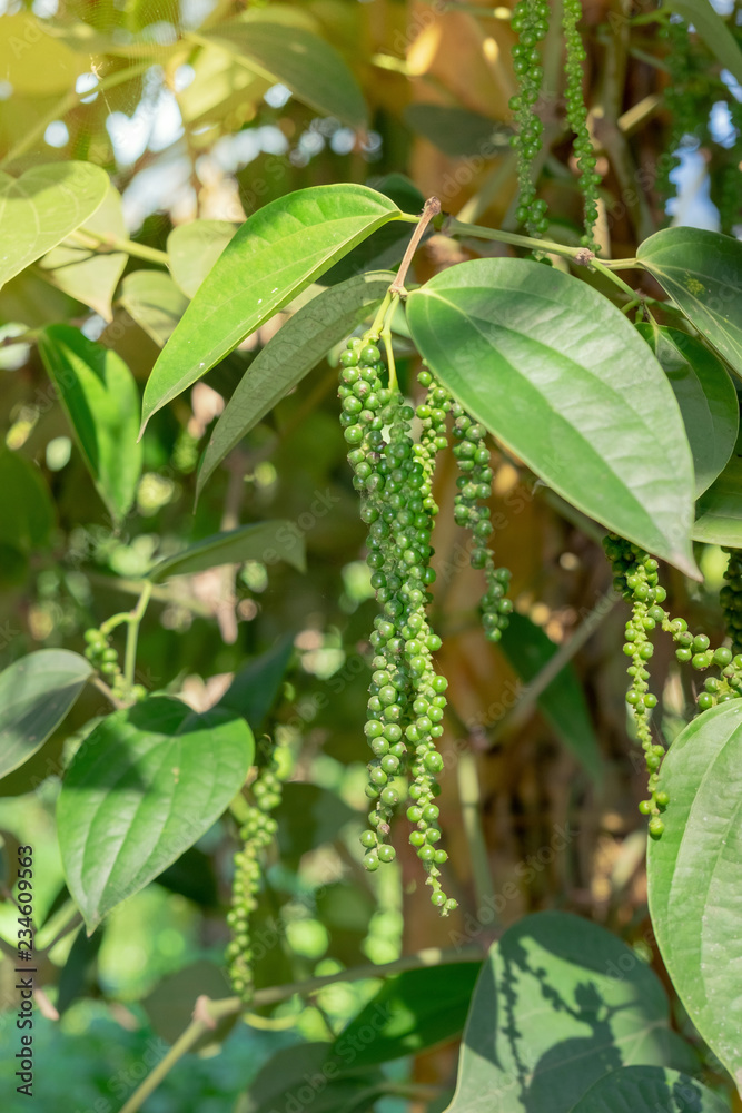Fresh green pepper.(Piper nigrum Linn) on tree in nature Fresh green pepper.(Piper nigrum Linn) on tree in nature