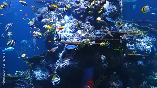 sea fishes in an aquarium 
