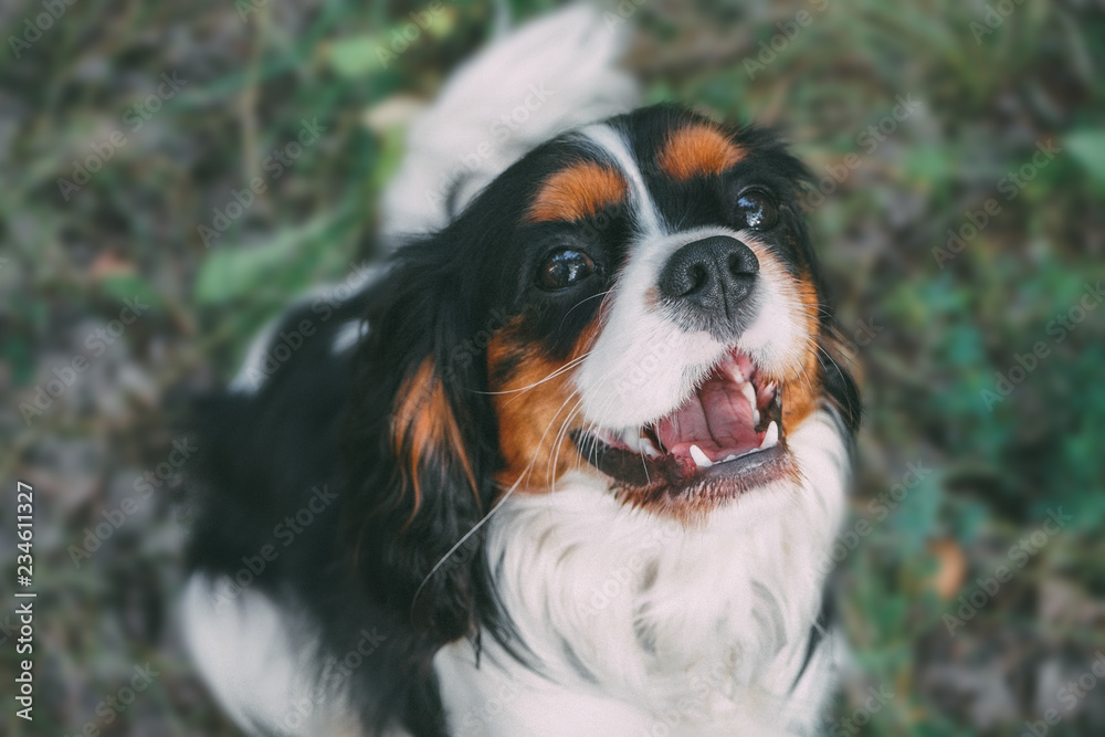 Portrait of a beautiful, young, happy Cocker Spaniel sitting on the grass in summer. Portrait of a beautiful, young, happy Cocker Spaniel sitting on the grass in summer.