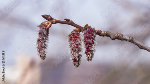 Aspen catkins on branch with bokeh background macro, selective focus, shallow DOF