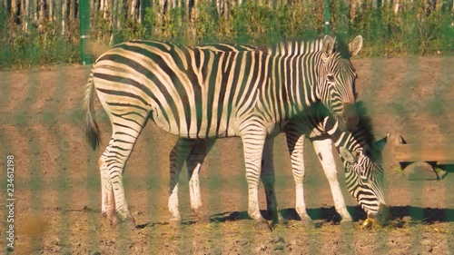 Adult zebras eat pumpkins. Ungulate.