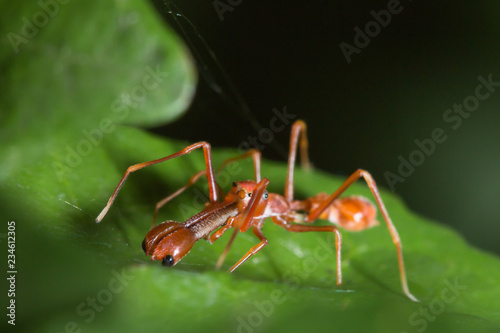 male weaver ant mimic spider on green leaf