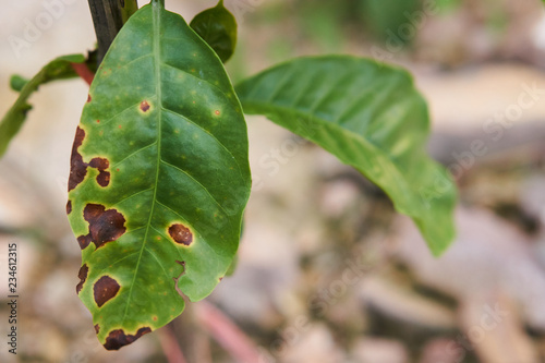Robusta coffee trees have rust disease in the garden, coffee plantation.