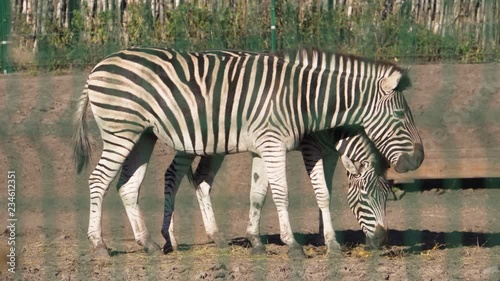 Adult zebras eat pumpkins. Ungulate.