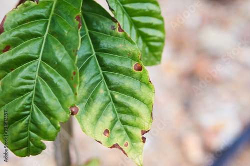 Robusta coffee trees have rust disease in the garden, coffee plantation.