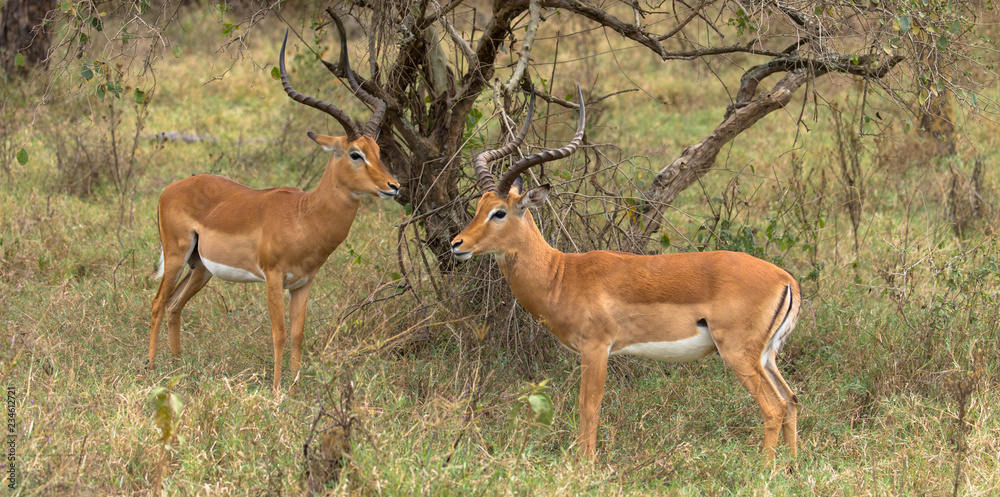 Springböcke, männlich