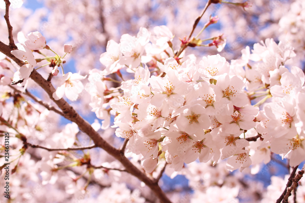 Obraz premium 桜の花 ソメイヨシノ