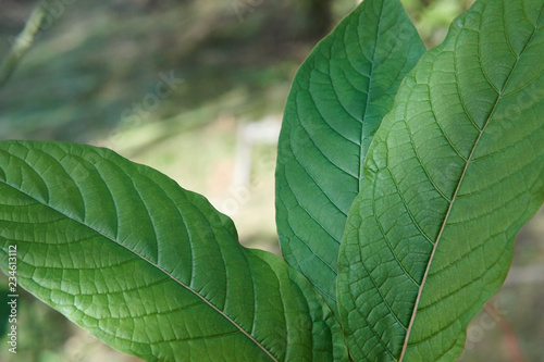 Kratom or Mitragyna speciosa in the tropical evergreen tree. It's in the coffee family and can used in traditional medicine but minor side effects may include nausea, vomiting, and constipation.