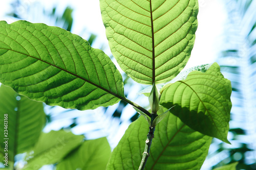 Kratom or Mitragyna speciosa in the tropical evergreen tree. It's in the coffee family and can used in traditional medicine but minor side effects may include nausea, vomiting, and constipation.