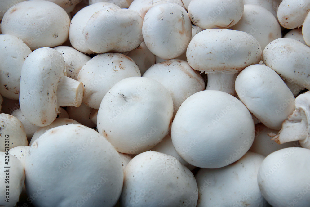 background of fresh whole mushrooms, closeup background of fresh whole mushrooms, closeup