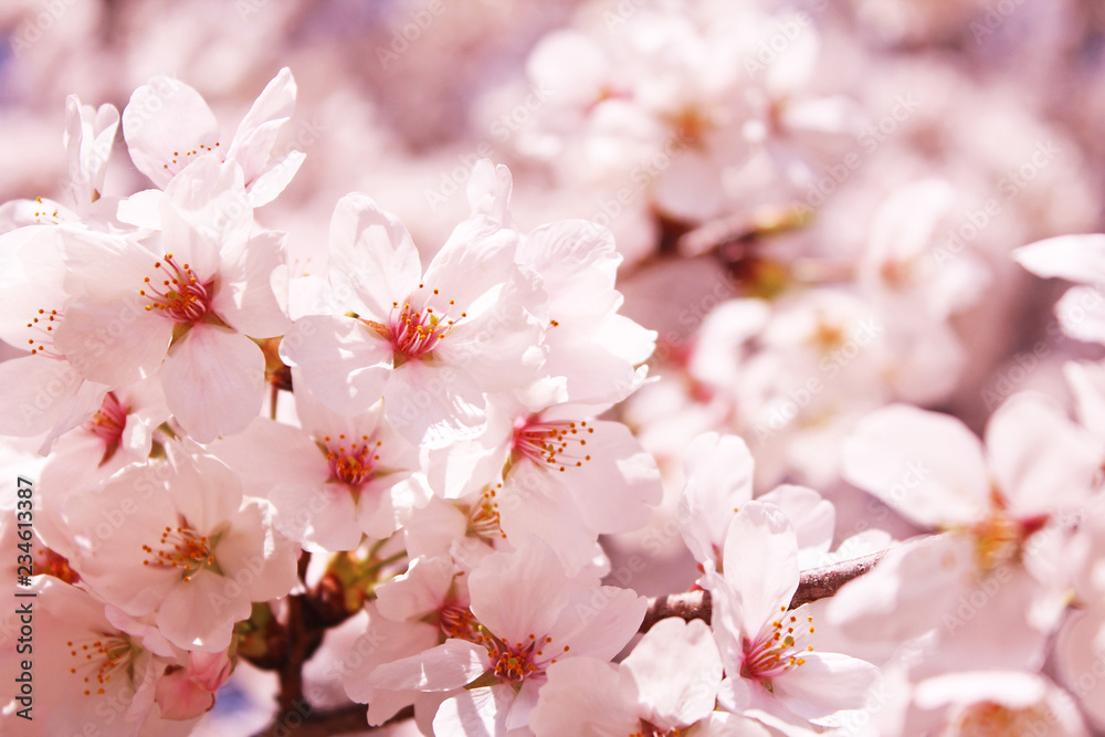 桜の花 ソメイヨシノ 桜の花 ソメイヨシノ