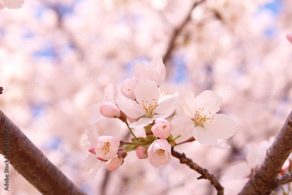 Fototapeta premium 桜の花 ソメイヨシノ