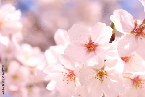 桜の花　ソメイヨシノ © serena_v