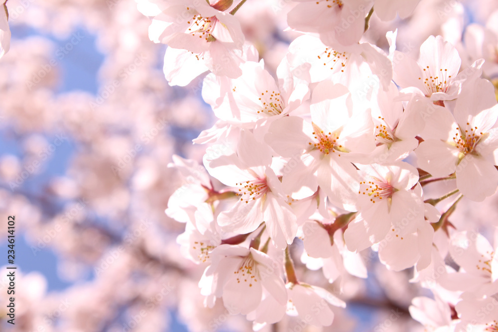 桜の花 ソメイヨシノ 桜の花 ソメイヨシノ