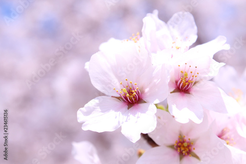 桜の花 ソメイヨシノ