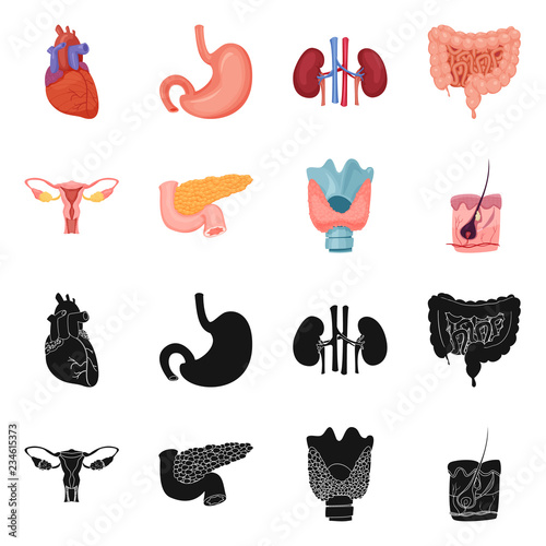 Isolated object of body and human icon. Set of body and medical vector icon for stock.