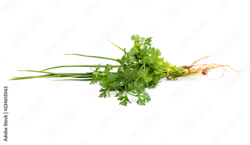 Fototapeta premium Spring onions and coriander on white backgroundSpring onions and coriander on white background