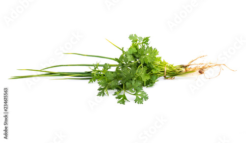 Spring onions and coriander on white backgroundSpring onions and coriander on white background photo