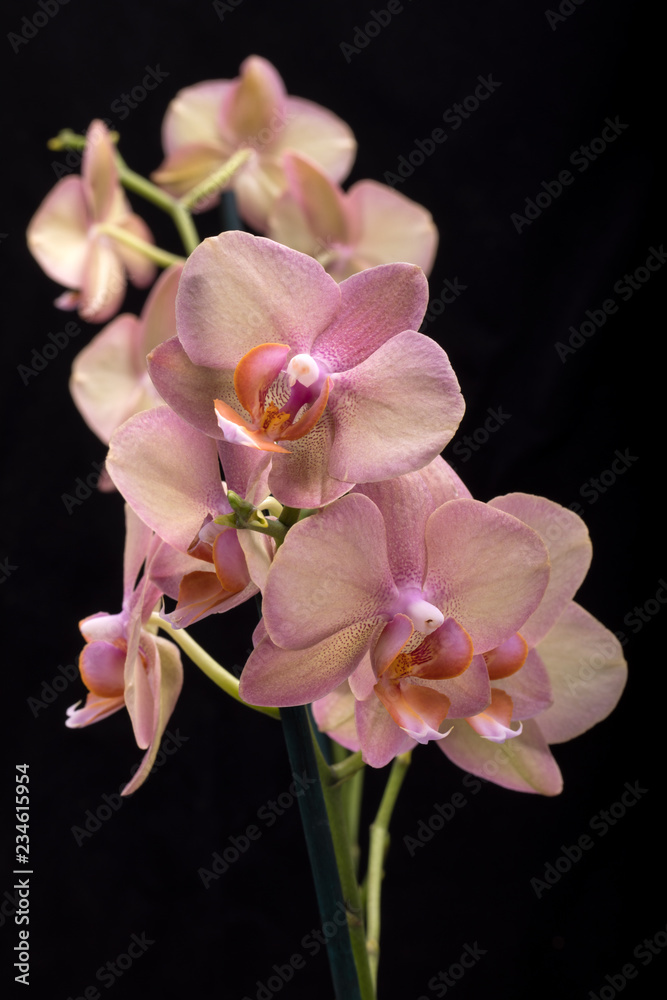 Pastel orchid flower isolated on black background Pastel orchid flower isolated on black background