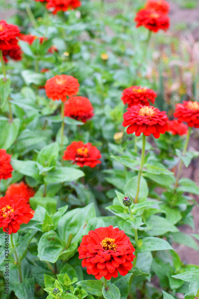 Red zinnia flowers blooming on summer flower bed in garden.