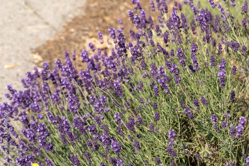 Fototapeta Naklejka Na Ścianę i Meble -   the blooming lavender flowers in Provence, near Sault, France