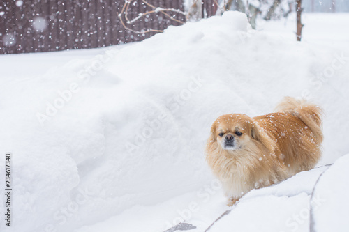 Red dog walk at snowy day outdoor, pet life in city  © T.Den_Team