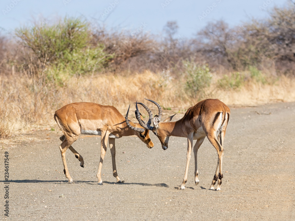 Naklejka premium Impala Rams Fighting