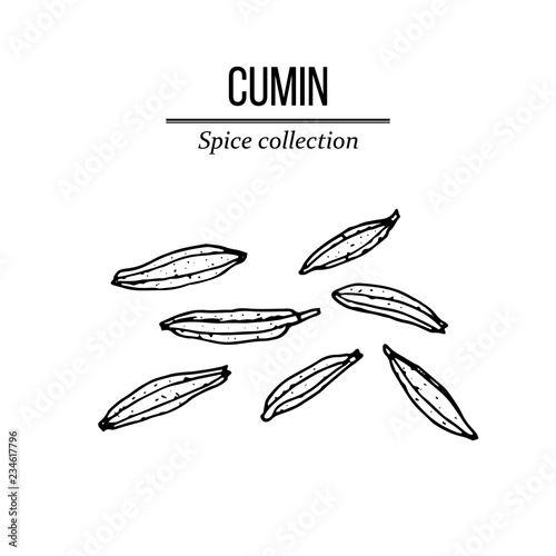 Spice collection, cumin seed hand drawn photo