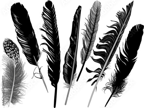 seven dark feathers isolated on white