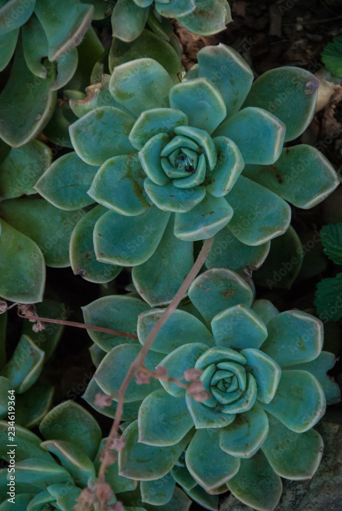 echeveria in moody light echeveria in moody light