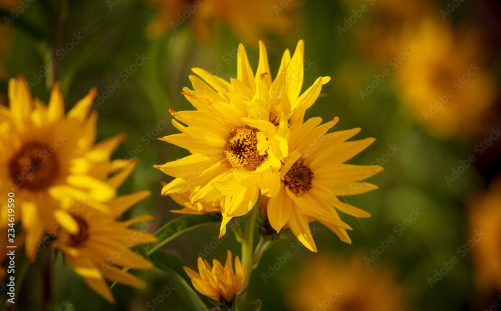 Beautiful yellow flower in the park Beautiful yellow flower in the park