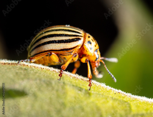Colorado potato beetle on a green leaf in nature