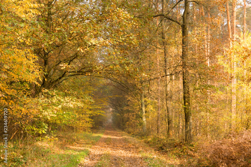 Golden autumn in Poland, a path in the forest covered with dry brown leaves, lush yellow foliage, dense forest