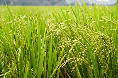 Close up of lush, green rice field harvest growing in a field in Asia