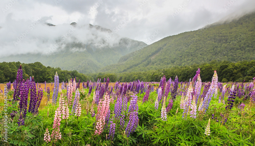 Lupins in a meadow in shades of pink and purple, green hills in the background, low clouds