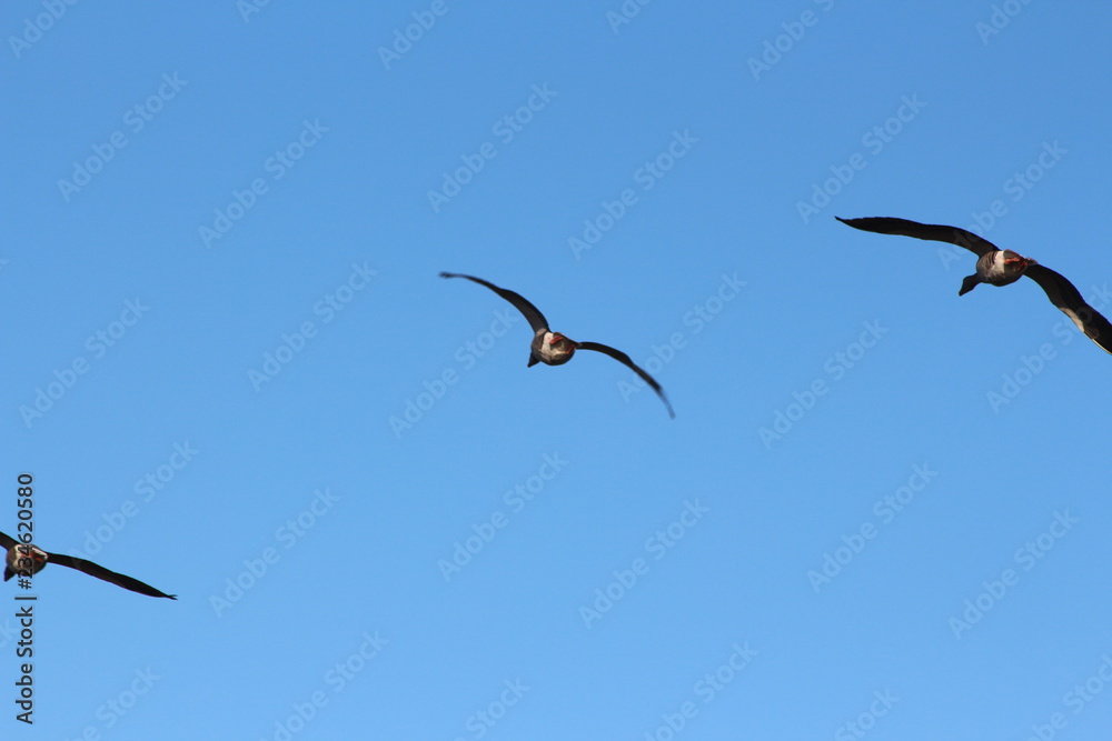 Winterflug Winterflug