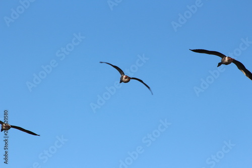 Winterflug