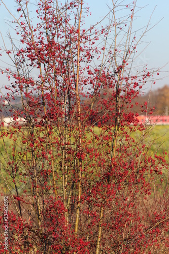 Roter Herbst