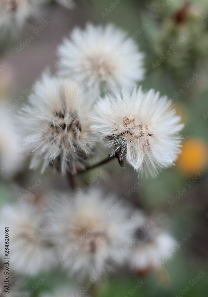wild flowers on blurred background wild flowers on blurred background
