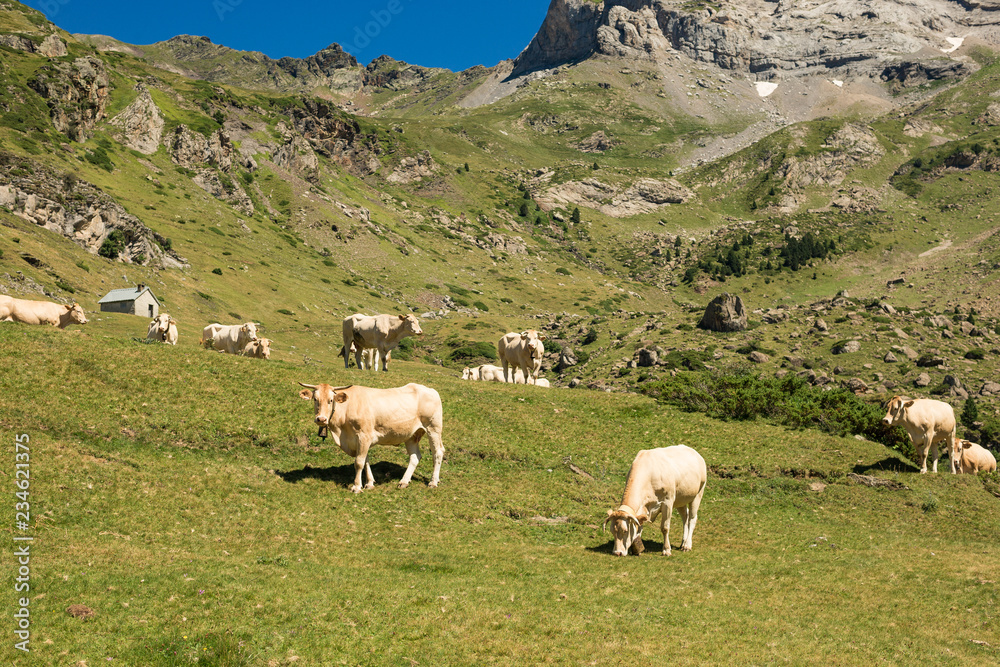 Fototapeta premium Vaches Pyrénées