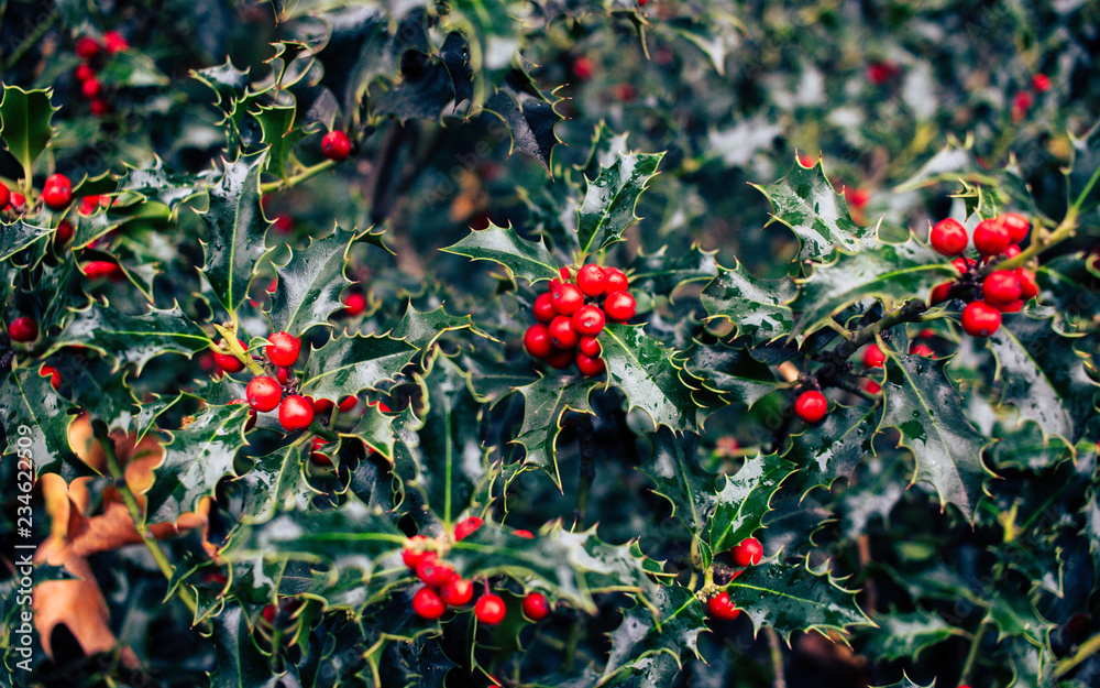 Mistletoe bush, leaves and red berries. Christmas plant