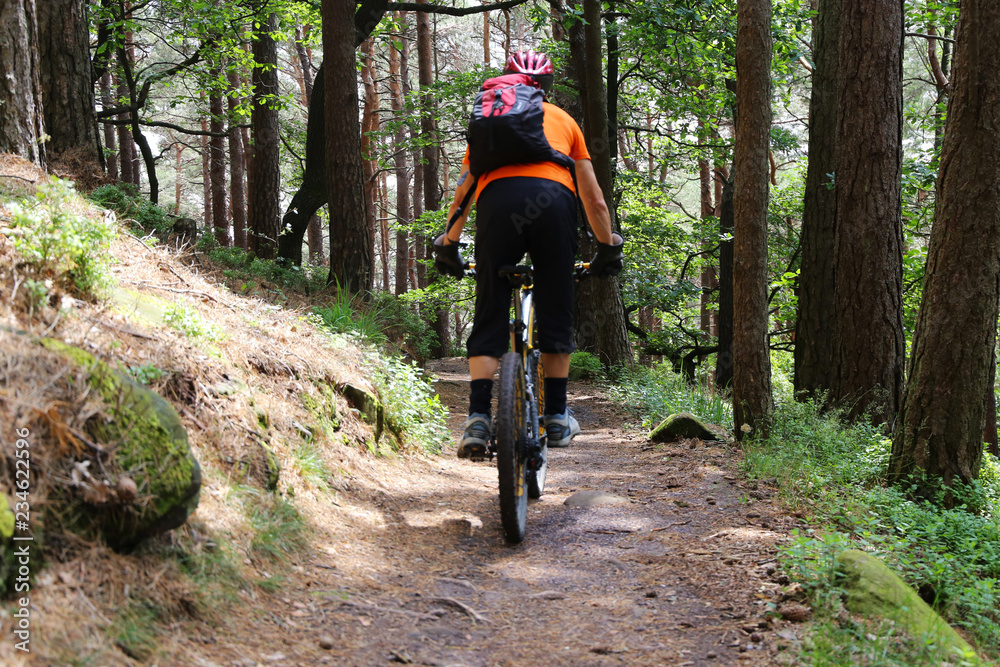Naklejka premium Mountain biker in the summery forest