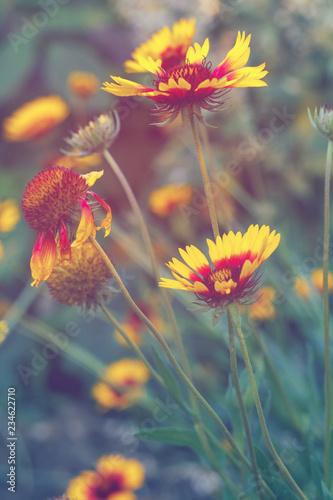 Beautiful bright  flower helenium on  blooming green meadow