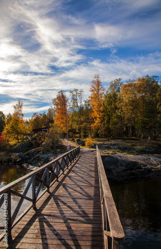 Wooden bridge in the forest