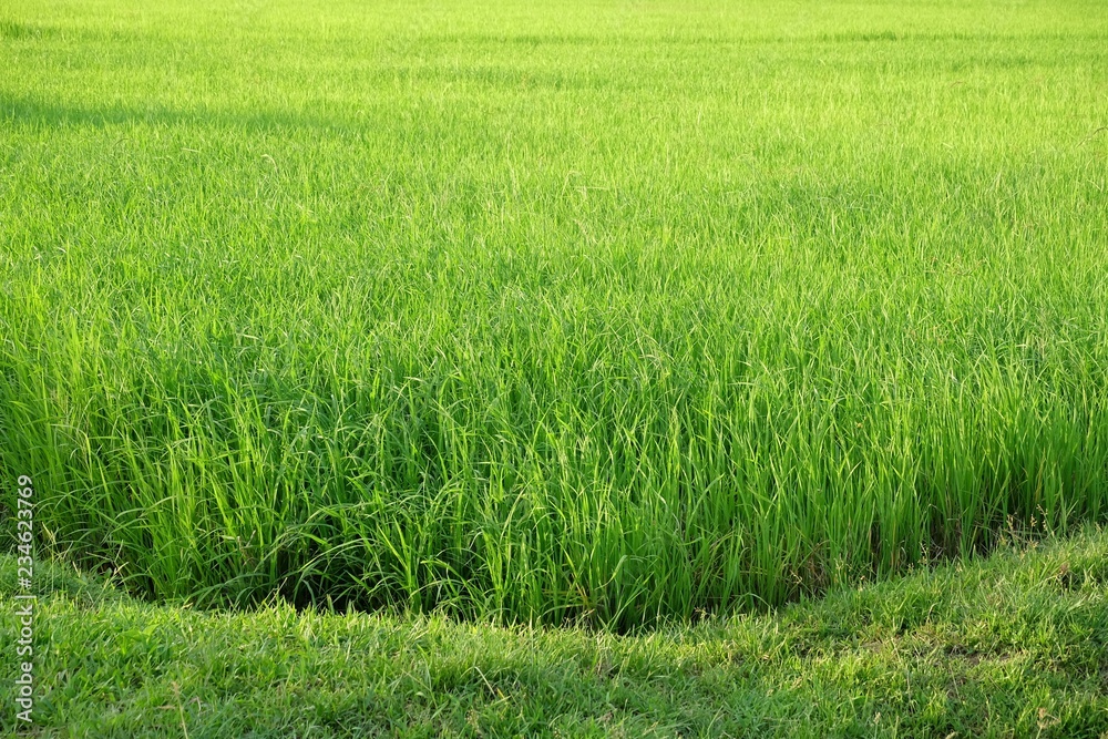 Paddy field growing in a land with sun light and green nature background 